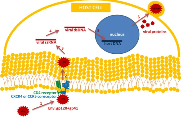 Figure 1 – HIV infection process. 