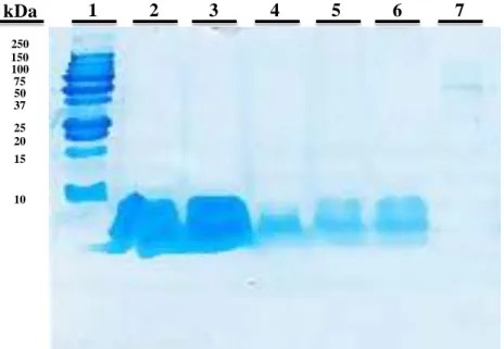 Figure 5 – Evaluation of the integrity of HIV-1 peptides, T20 and T1249, entrapped in PLGA- PLGA-PEG_GCs  nanoparticles  (NPs)  by  sodium  dodecyl  sulfate-polyacrylamide  gel  electrophoresis  (16 % resolving gel)