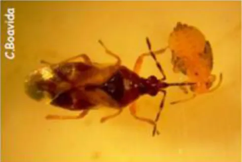 Figura  3: Antocorídeo adulto predando  uma ninfa de Glycaspis  brimblecombei  (Boavida, 2009)