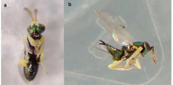 Figura 5: Adulto de Psyllaephagus bliteus: a) Macho, b) Fêmea (Wilcken et al.,  2010)