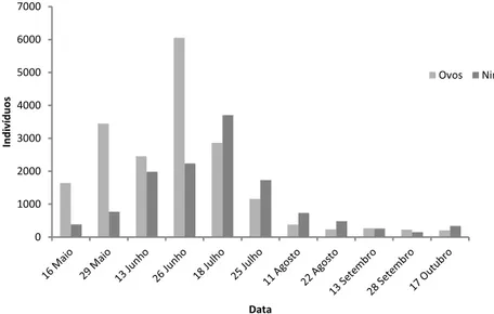 Figura  10:  Flutuação  populacional  do  total  de  ovos  e  de  ninfas  de  Glycaspis  brimblecombei no período amostrado (Maio-Outubro)