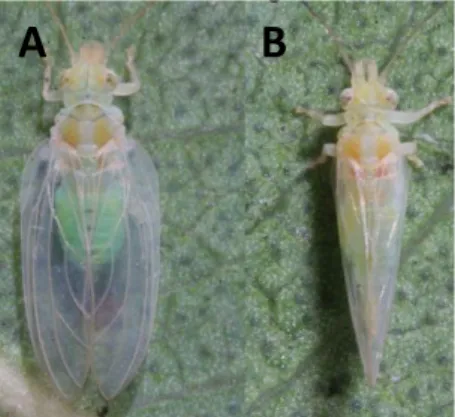 Figura  1:  Adultos  de  G.brimblecombei.  A)  Fêmea,  B)  Macho  (Laudonia  &amp; 