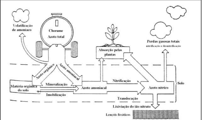 Figura  3  -  Fluxos  e  perdas  de  azoto  veiculado  por  efluentes  pecuários  quando  aplicados  aos  solos  (adaptado de Amberger, 1990 citado por Pereira, 2005)