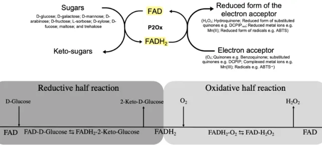 Figure 1.2. Overall redox reaction of Pyranoses 2-oxidases. On the top it is displayed the general catalytic cycle of P2Oxs  that can use several sugars as electron donors releasing the correspondent keto-sugars