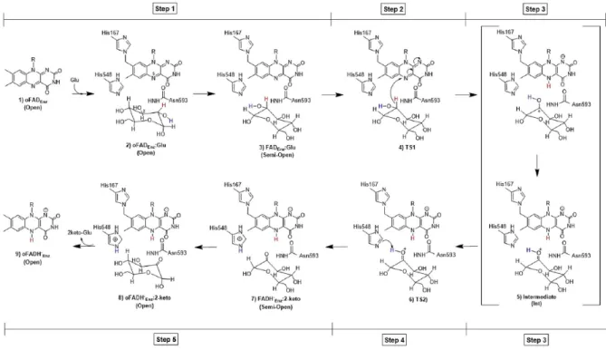 Figure 1.3. Recent proposal on the mechanistic steps of reductive half-reaction of TmP2Ox