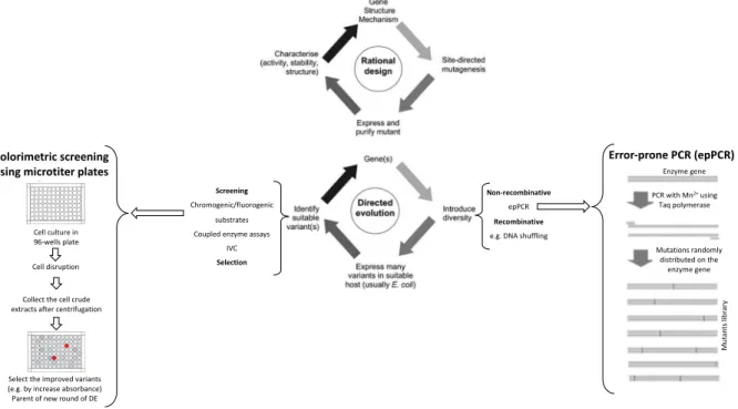 Figure 1.4. Comparison of the main steps of rational design and direction evolution. In the scheme four main steps are  displayed  related  with  protein  engineering  by  rational  design  or  directed  evolution