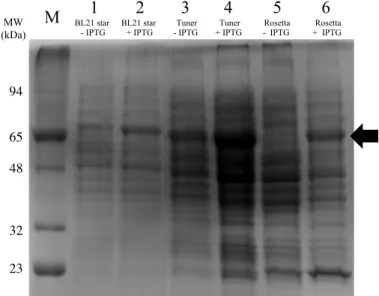 Figure 3.1 SDS-PAGE of cell crude extracts of different E. coli strains after growing at small-scale (50 mL)