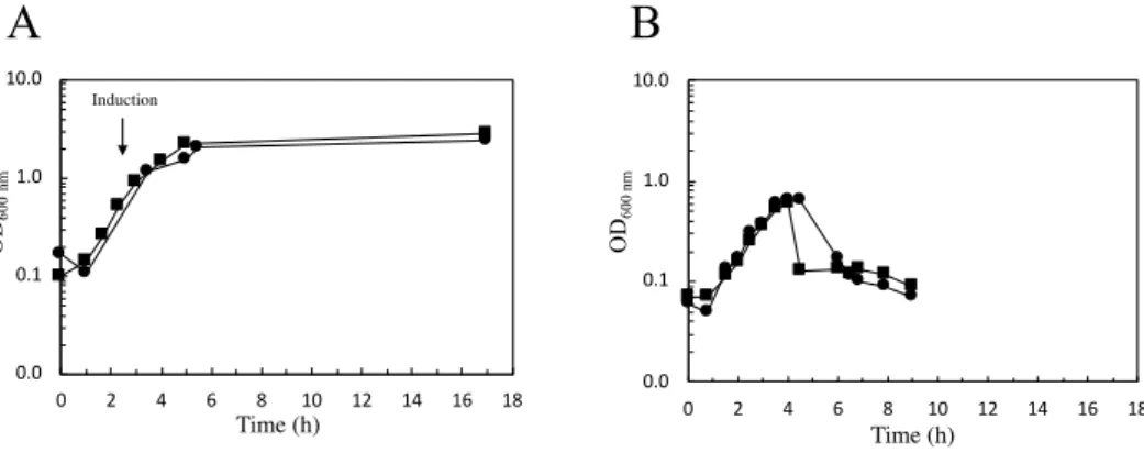 Figure 3.2 Growth curves of two distinct E. coli strains carrying the wild-type gene of AsP2Ox in 2.5 L-scale