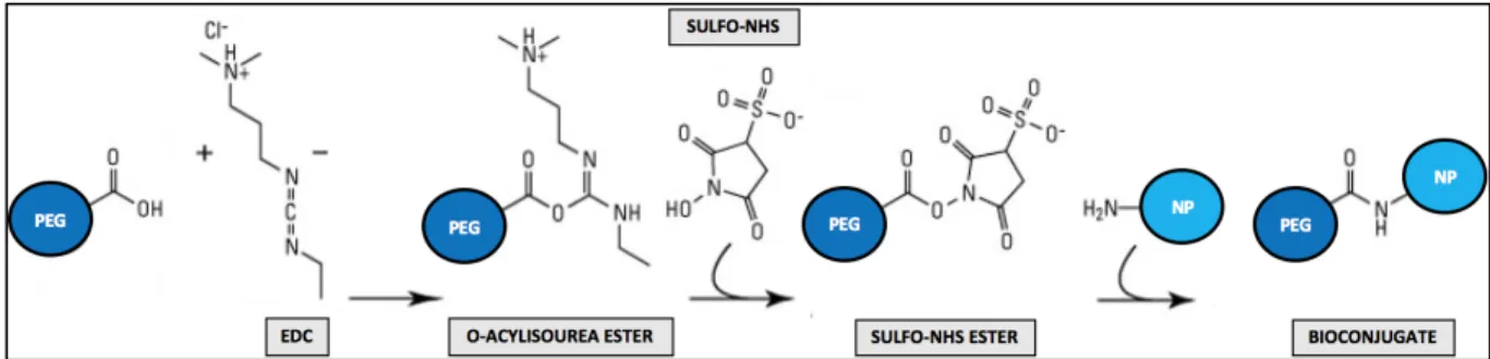 Fig. 3 - Mechanism of bioconjugation through EDC/NHS coupling chemistry 