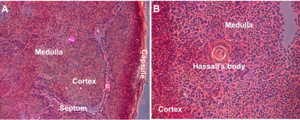 Figure 1: Structure of the human thymus .  Hematoxylin/eosin staining of a section of a  pediatric thymus (7 year old boy)