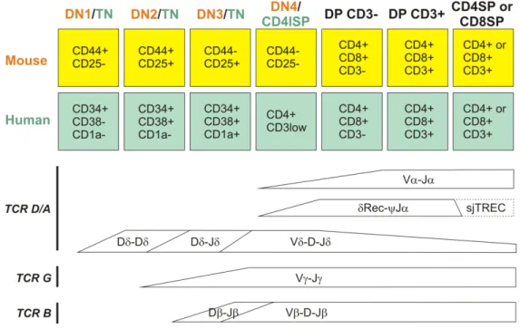 Figure 3: Stages of T cell development in human and mouse thymus and occurrence of TCR  rearrangements