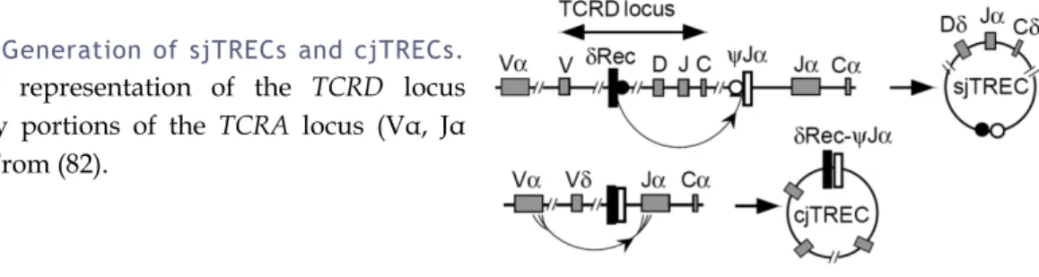 Figure 4: Generation of sjTRECs and cjTRECs.