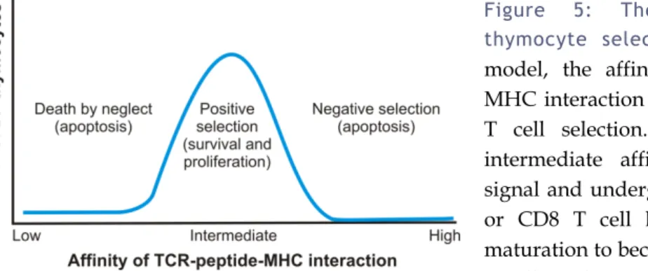 Figure 5: The affinity model of  thymocyte selection. According to this  model, the affinity of the TCR-peptide–