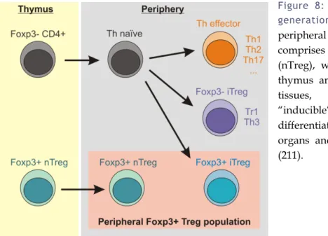 Figure 8: Thymic and peripheral  generation of Foxp3+ Tregs.  The  peripheral Treg population  comprises both “natural” Tregs  (nTreg), which differentiate in the  thymus and migrate to peripheral  tissues, and “adaptive” or 