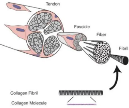 Figure 1 The organization of tendon structure (1) 