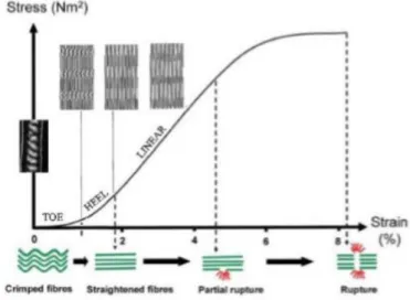 Figure 3 The stress-strain curve of the tendon (10) 