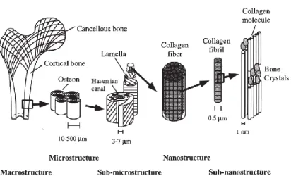 Figure 8 Hierarchical structural organization of bone: cortical and cancellous bone; 