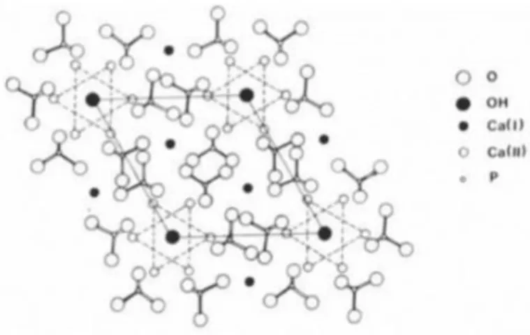 Figure 9 shows the arrangement of atoms in the hydroxyapatite unit cell at projection [001]