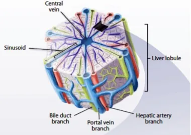 Figure  1.1  Multiscale  liver  tissue  structures  contribute  to  the  diverse  functional  roles  of  the  liver