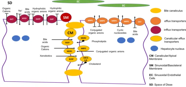 Figure 1.5 Schematic representation of the hepatic transporters in the sinusoidal/basolateral and in the  canalicular/apical membrane of hepatocytes