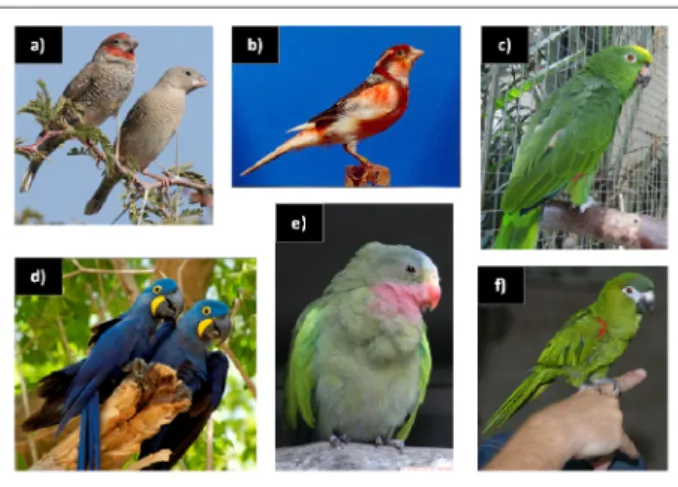 Figura 3: Algumas espécies de aves: a) Degolado-de-cabela-vermelha; b) Canário-arlequim- Canário-arlequim-português; c) Papagaio-campeiro; d) Arara-azul-grande; e) Periquito-princesa; f) Arara-nanica 