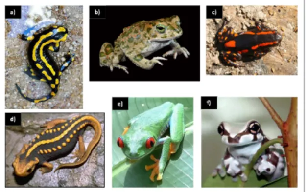Figura 6: Algumas espécies de anfíbios: a) Salamandra-de-fogo; b) Sapo-comum-africano; c) Sapo- Sapo-de-duas-listas; d) Tritão-mandarim; e) Rã-arboricola-de-olhos-vermelhos; f) Rã-de-leite-amazónica 