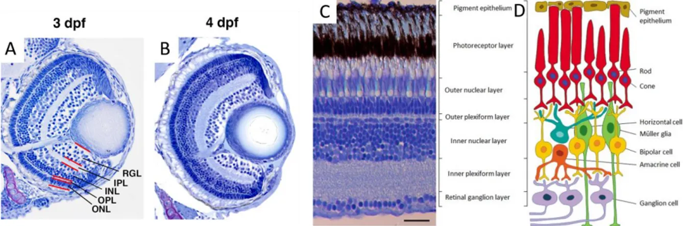 Fig.  1-2  –  The  retina’s  neural  stratification.  A,B:  histological  sections  of  the  3  and  4  dpf  zebrafish  retina,  adapted  from  Okinawa Institute of Science and Technology Graduate University  original photos