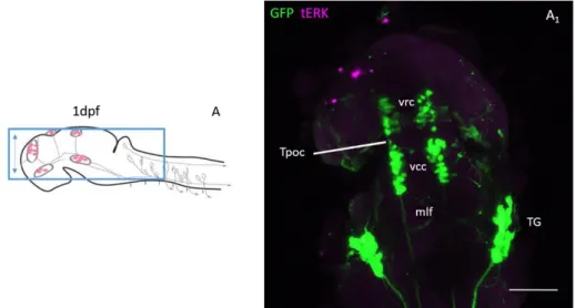 Fig.  3-1-  GFP  expression  in  1  dpf  Pitx2c:  GFP  zebrafish  brain.  A,  sketch  of  1dpf  brain  area  shown  in  A 1 ,  adapted  from  Rubenstein 2017