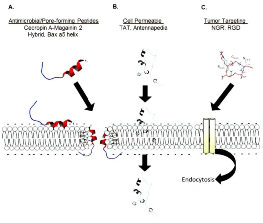 Figure 4: Classes of peptides with advantageous features in cancer therapy and respective examples