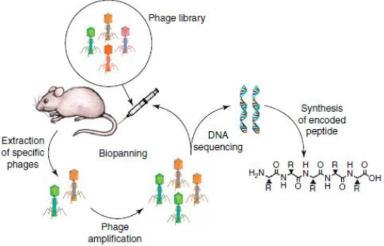 Figure 7: Steps of screening and identification of TTPs using the in vivo phage display technology
