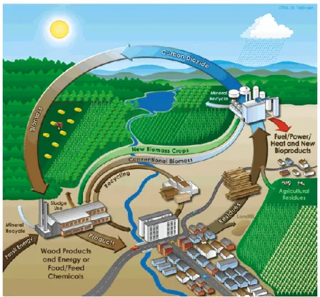 Figure 1.6. Biorefinery concept. (Herrera 2004) 