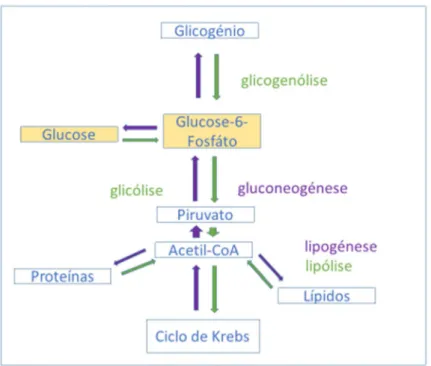 Figura 3 – A representação esquemática do metabolismo da glucose. 
