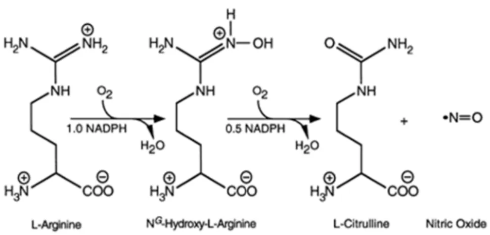 Figura 8 – Formação do óxido nítrico e da citrulina a partir da L-arginina, catalizada pelas  sintases de óxido nítrico  89 