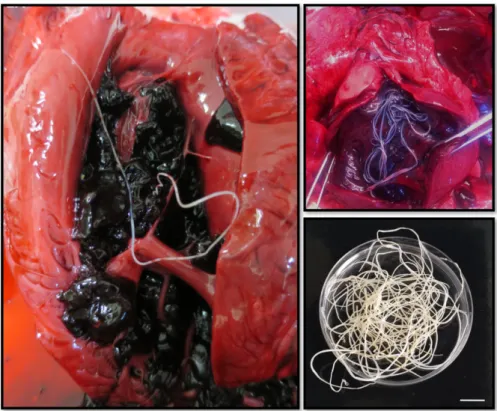 Figure 3 - Adult nematodes of Dirofilaria immitis collected at the necropsy of a pinniped  (left) and a domestic dog (right) (original)