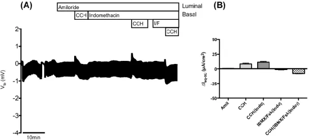 Figure  4.12  –  Results  from  Ussing  chamber  measurements  in  rectal  biopsies  from  patient  CFL57  (3849+10kbC&gt;T/F508del  genotype)