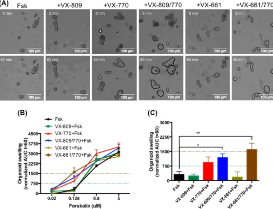 Figure  4.13  –  Results  from  the  forskolin-induced  swelling  (FIS)  assay  on  intestinal  organoids  from  patient  CFL57  (3849+10kbC&gt;T/F508del genotype)