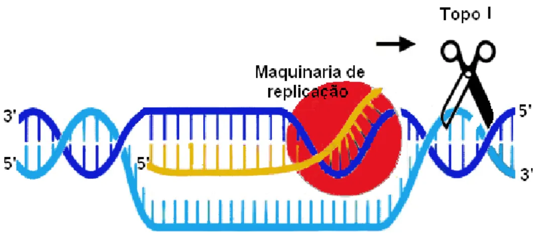 Figura 1 – Papel funcional da topoisomerase I durante a replicação celular. Na imagem apenas uma  cadeia de ADN está a ser replicada e a topoisomerase I é representada por uma tesoura