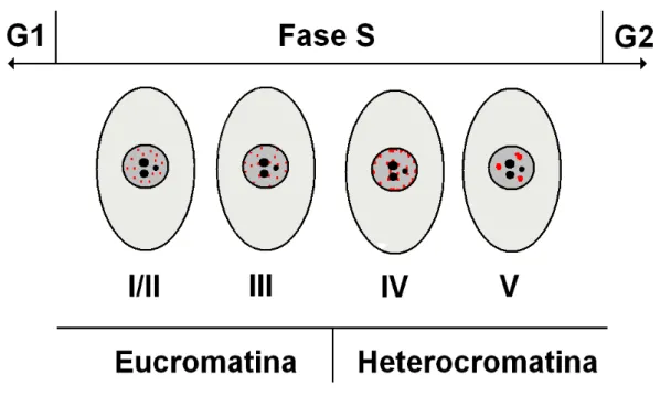 Figura 2 – Programa de replicação da cromatina em células de mamífero. Na primeira metade da  fase S, a eucromatina é replicada em pequenos e numerosos focos dispersos pelo nucleoplasma (padrões  I/II e III)
