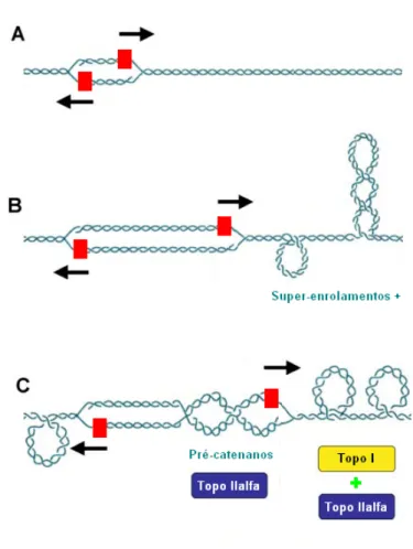 Figura 3 – Papel funcional das topoisomerases celulares junto às forquilhas de replicação