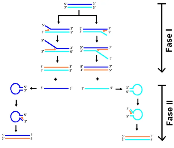 Figura 4 – Modelo da replicação do ADN no adenovírus. Na fase I apenas uma das cadeias primitivas  é usada como molde para a síntese semi-conservativa de um novo genoma viral