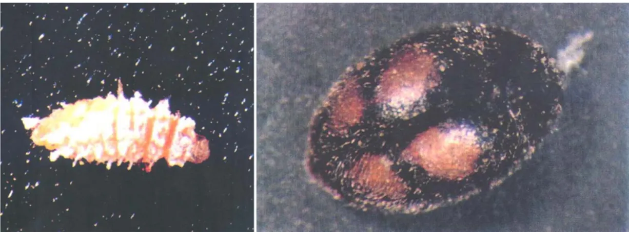 Figura 9 - Larva do quarto instar e adulto de Nephus reunioni (Magro, 1992; Moura, 1994)