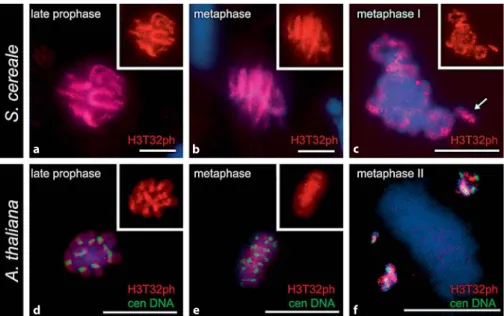 Fig. 3.   Thr 32 phosphorylation of histone  H3 (H3T32ph) correlates with mitotic and  meiotic condensation in   A