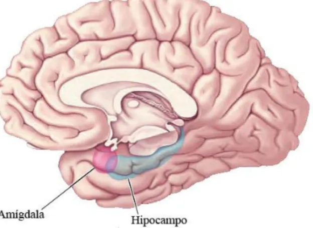 Figura 4 – Localização da amígdala e do hipocampo, profundamente no córtex – vista medial  ligeiramente rodada do cérebro