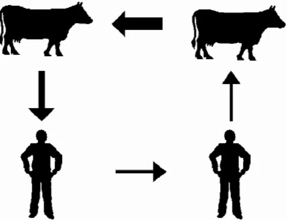 Figura 2 - Ciclo de transmissão do M. bovis entre humanos e bovinos 