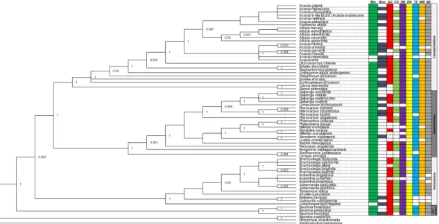 Figure 3. Phylogenetic tree of the Leguminosae tree species from Miombo and Mopane ecosystems