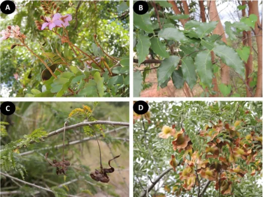 Figure 2. Leguminosae species from Miombo and Mopane woodlands and their conservation status  according to the IUCN Red List