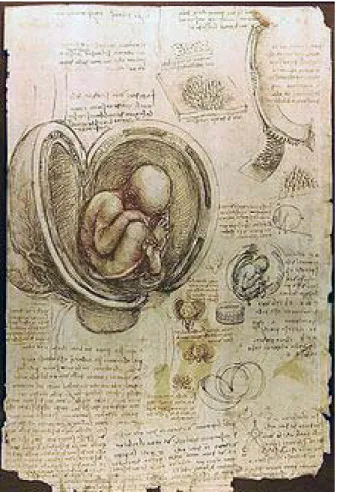 Figura 1 – Imagem de um embrião no útero, datada de c. 1510 de Leonardo da Vinci ,. executada a aparo  e tinta, com c