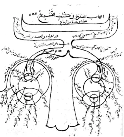 Figura 8 – Representação esquemática do sistema ótico de (Alhazen, 1011 – 1021) 