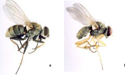 Figura 1 - Coenosia attenuata Stein (a) fêmea, (b) macho (original Mil-Homens, 2002). 
