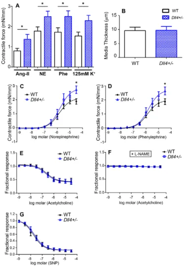 Fig. 6. Arterial specification genes are not suppressed in  Dll4 +/−